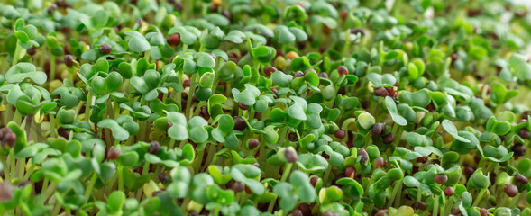 Mustard on the windowsill. Microgreens growing. Vegan and healthy eating concept. White background. Close-up. Horizontal banner. Copy space for your text