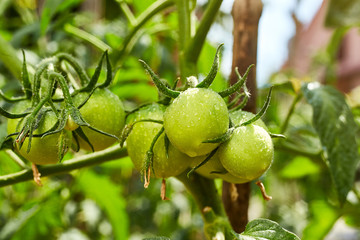 Bunch of  natural green unrape tomatoes in water drops growing in a greenhouse