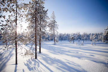 Fototapeta premium Winter in Lapland Finland