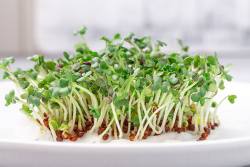 Fresh micro greens closeup. Microgreen mustard sprouts. Microgreens growing. Healthy eating concept. White background.