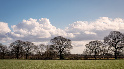 Trees with clouds.