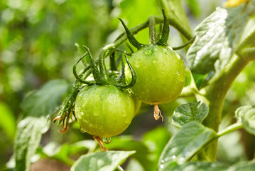 Bunch of  natural green unrape tomatoes in water drops growing in a greenhouse