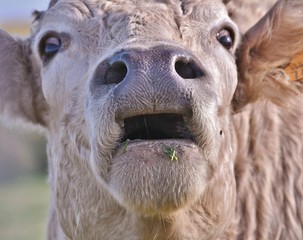 close-up of the nose and mouth of a cow