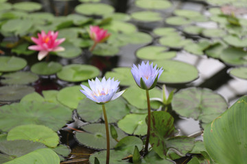 Blue Egyptian and red water lily on the pond in a botanical garden