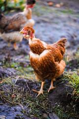 Chicken and rooster on a farm.