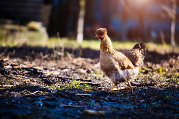 Chicken and rooster on a farm.