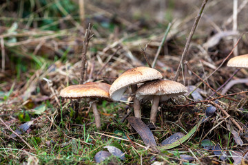 Group of mushrooms growing in the forest