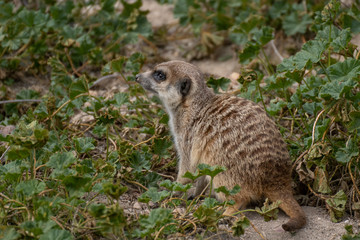 Portrait a cute meerkat on alert on the grass