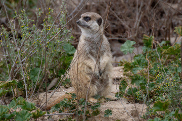 Naklejka na ściany i meble Portrait a cute meerkat on alert on the grass