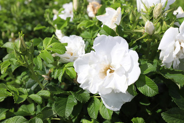 White flowers of dog rose or Rosa canina in garden