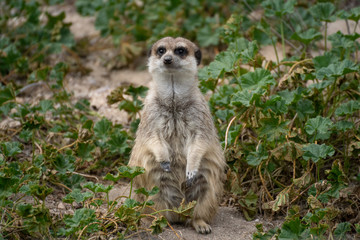 Portrait a cute meerkat on alert on the grass