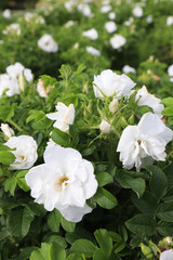 Obraz na płótnie Canvas White flowers of dog-rose or Rosa canina in garden