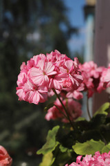 Beautiful colorful pink flowers of geranium on the balcony
