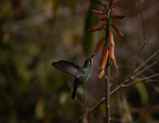 Fototapeta premium Hummingbird drinking from blooming orange garden flower