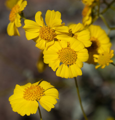 Bright yellow native Brittlebush blooming flowers in Arizona desert during February