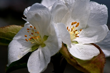 Fototapeta na wymiar A spring blossom on an Upright Plumleaf Crabapple, tree. 