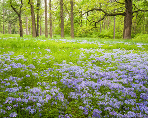 Wild phlox carpets a woodland meadow on a spring day.
