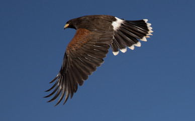 Harris Hawk flying in Arizona desert on clear blue sky day