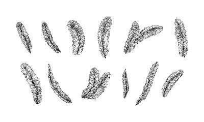 Hand drawn yarrow leaves. Sketch style foliage vector illustration. Black isolated botanical imprint on white background