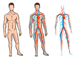 Male circulatory system. Vector illustration of blood circulation in human body. Human arterial and venous circulatory system