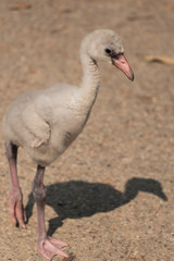 baby flamngo
