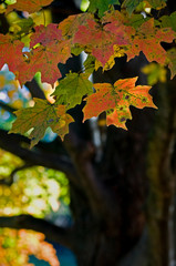 Morning light illuminates the leaves of a sugar maple in full autumn color.  