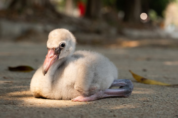 baby flamngo