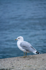 Seagull standing on lake wall.