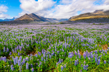 Fototapeta premium Landscape with purple flowers (Lupinus polyphyllus) in Iceland