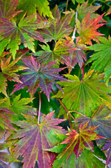 A tapestry of korean maple leaves create natural abstract patterns.