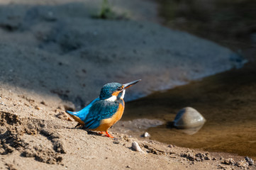 Portrait of common kingfisher bird in action for fishing in the water body