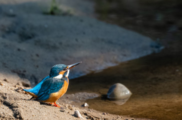 Portrait of common kingfisher bird in action for fishing in the water body