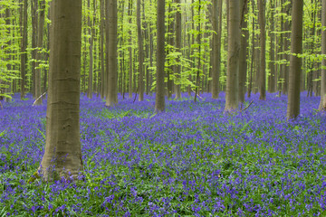 Fototapeta na wymiar Beautiful forest with carpet of blooming bluebell flowers (Hallerbos, Belgium)
