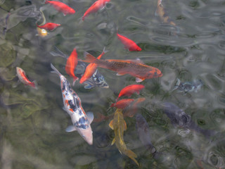 Fish Pond