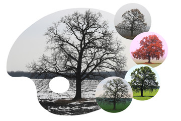 Abstract image of lonely tree in winter without leaves on snow, in spring without leaves on grass, in summer on grass with green foliage and autumn with red-yellow leaves as symbol of four seasons