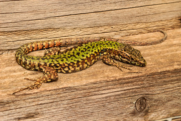 green lizard on wood