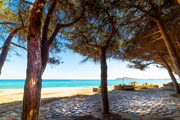 Pine trees by the sea in Is Orrosas beach in Sardinia