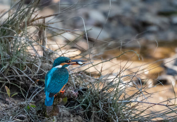 Portrait of common kingfisher bird in action for fishing in the water body