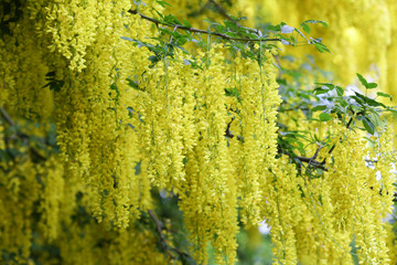 Yellow Acacia