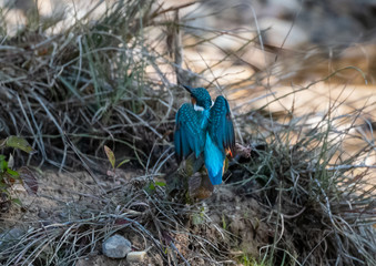 Portrait of common kingfisher bird in action for fishing in the water body