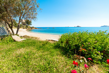 Fototapeta na wymiar Green grass and flowers by the sea in Santa Maria Navarrese beach