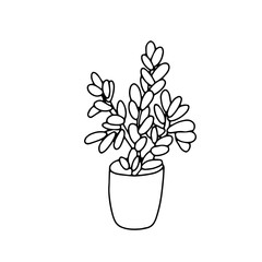 Succulent indoor plant Crassula ovata in a pot. Hand drawn a money tree isolated on white background. Vector illustration, doodle style, black ink.