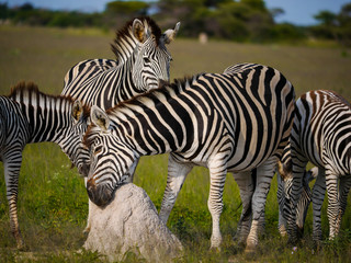 Fototapeta na wymiar Chapman's zebra (Equus quagga chapmani) urges the itching by scratching its chin at a small rock in the plains of the Nxai Pan National Park‎