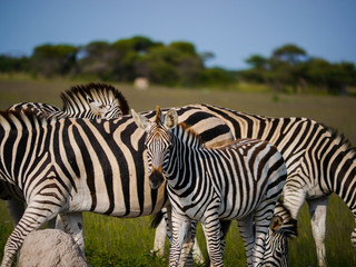 Chapman's zebra (Equus quagga chapmani) urges the itching by scratching its chin at a small rock in the plains of the Nxai Pan National Park‎