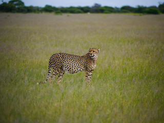 Cheetah mom (Acinonyx jubatus) walks through the plains of Nxai Pan Nationalpark and looks back while waiting for her young ones