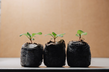 Three very small tiny plant sprouts in special earthen containers for seedlings on a brown background.