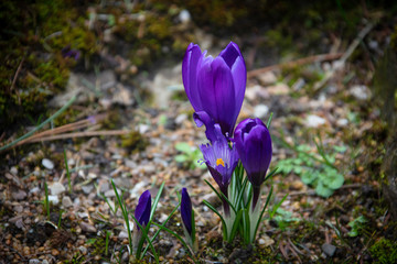 Beautiful purple Saffron flowers in bloom close up.