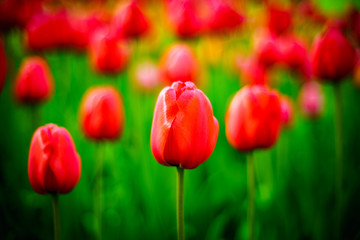 Beautiful fresh spring flowers tulips.