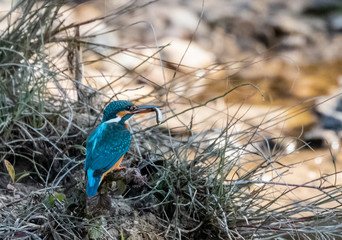 Portrait of common kingfisher bird in action for fishing in the water body