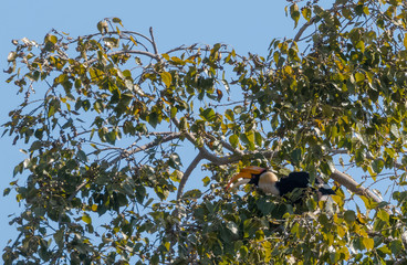 Great Hornbill bird perching on tree